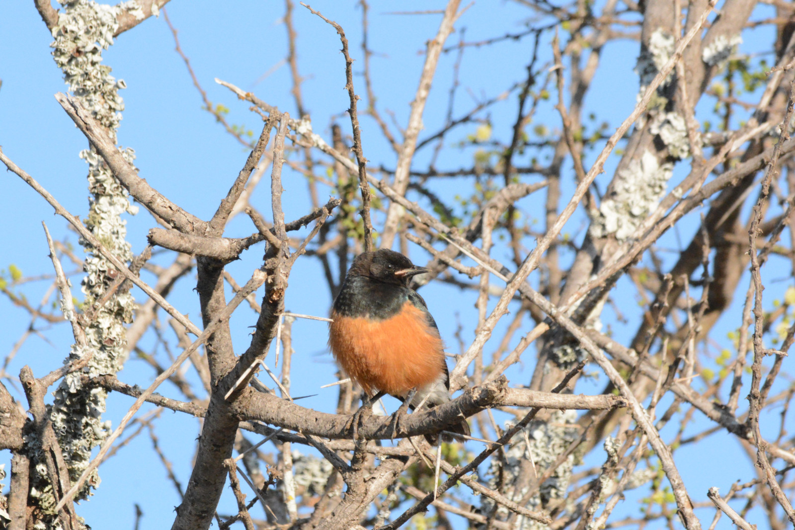 image White-starred Robin